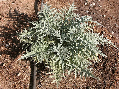 artichoke plant