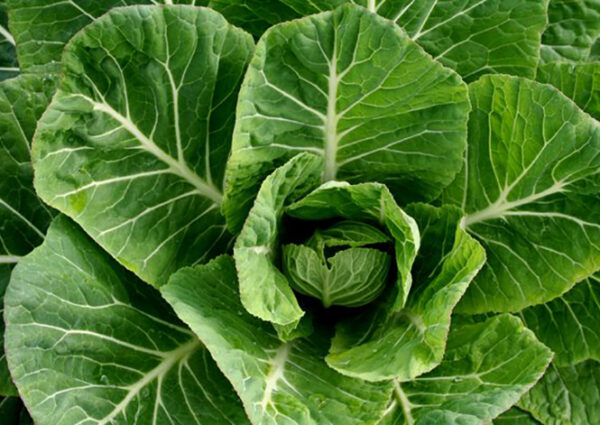 Kale (Chou Moellier - Flat Leaf)