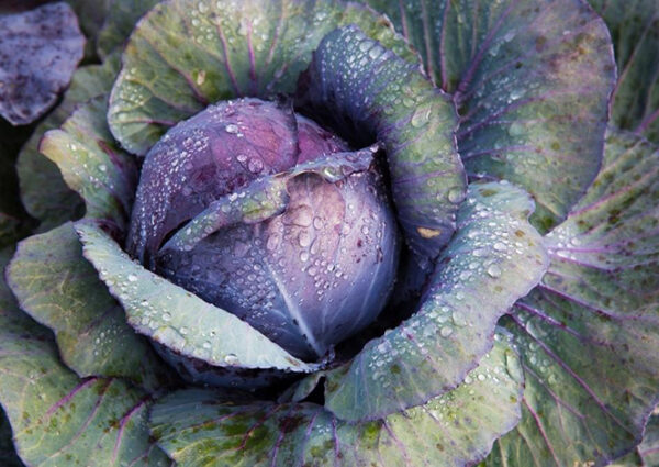 Cabbage (Red)