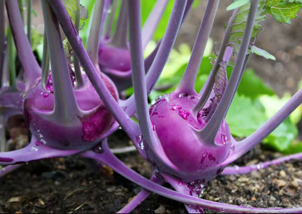 Kohlrabi (Purple Vienna)