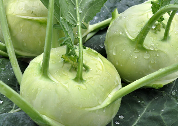 Kohlrabi (White Vienna)