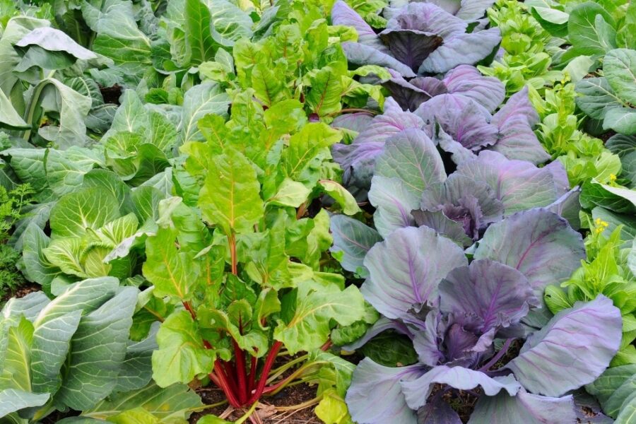 Tips and tricks for organic gardening